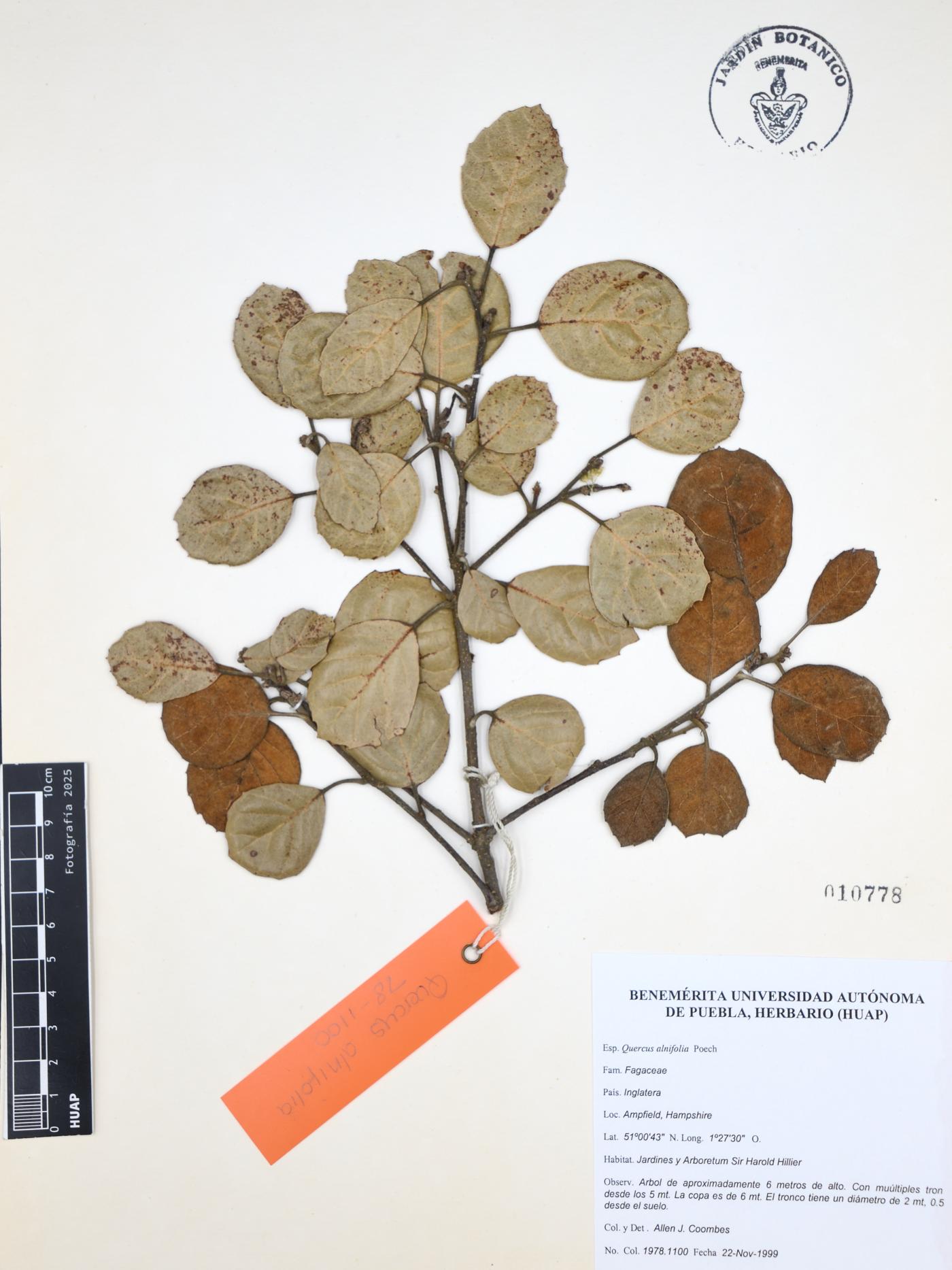 Quercus alnifolia image
