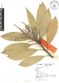 Lithocarpus henryi image