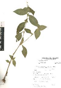 Tinantia erecta image