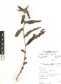 Tradescantia andrieuxii image