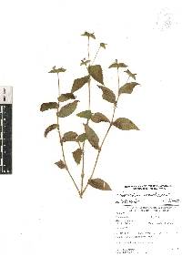 Tradescantia commelinoides image