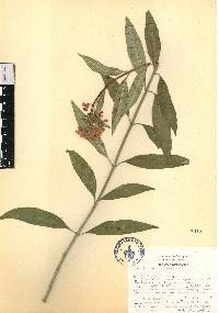 Asclepias curassavica image