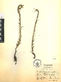 Lithospermum strictum image