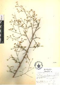 Gutierrezia texana var. glutinosa image