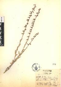 Lobelia fenestralis image