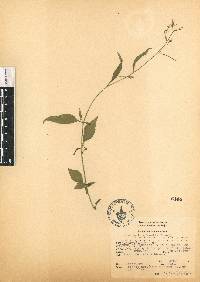 Lobelia longicaulis image