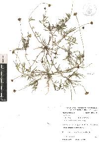 Tridax coronopifolia image