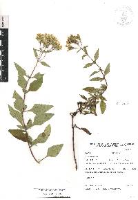 Stevia ovata var. ovata image