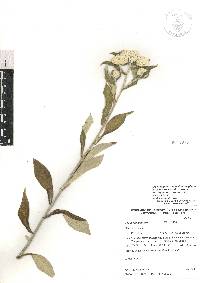 Pseudognaphalium ehrenbergianum image