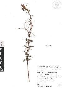 Lamourouxia multifida image