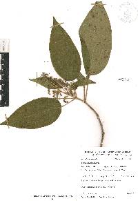 Miconia subseriata image