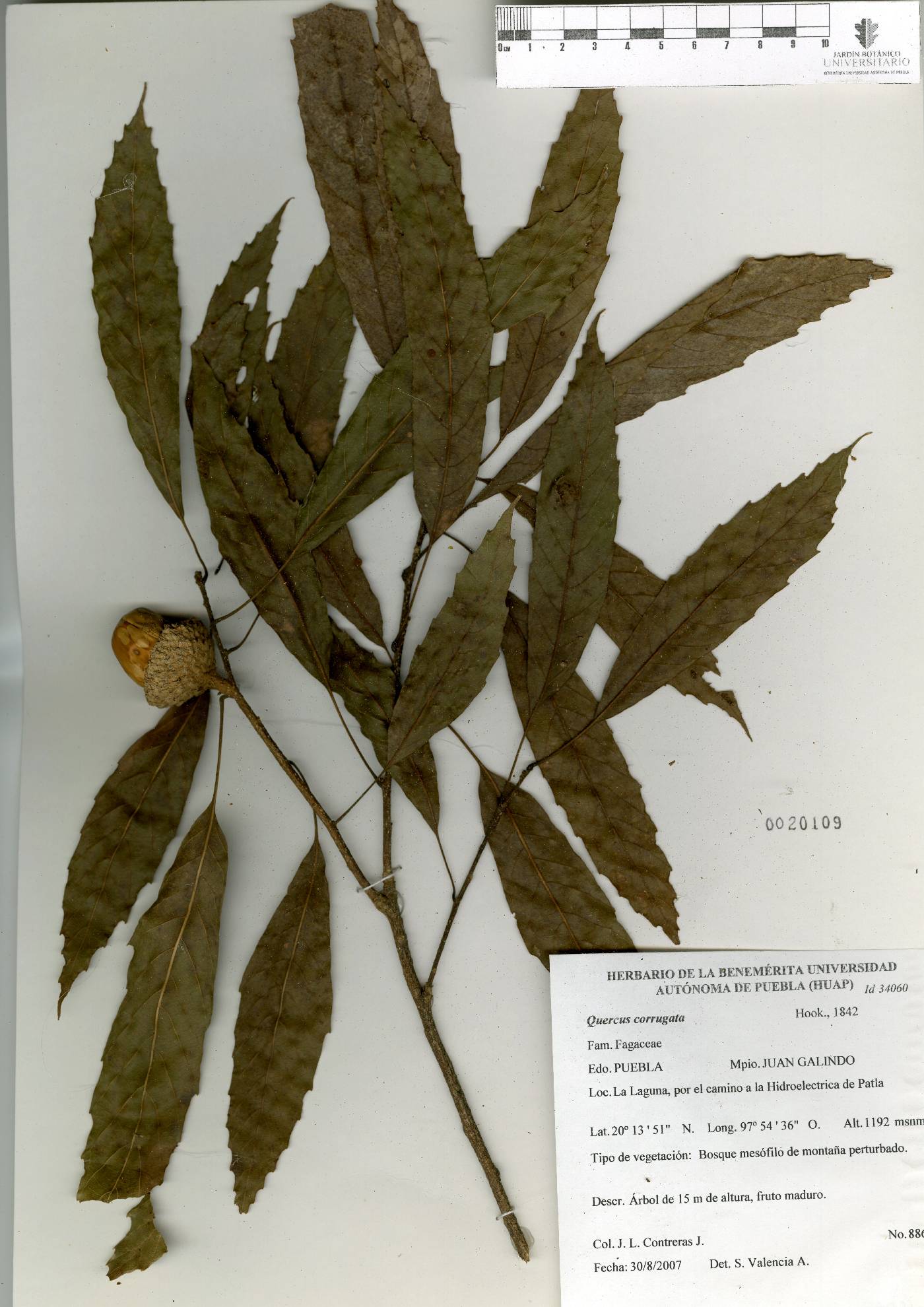 Quercus corrugata image