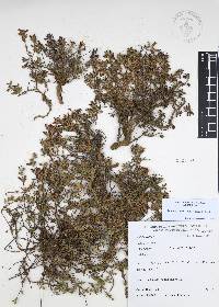 Salvia axillaris image