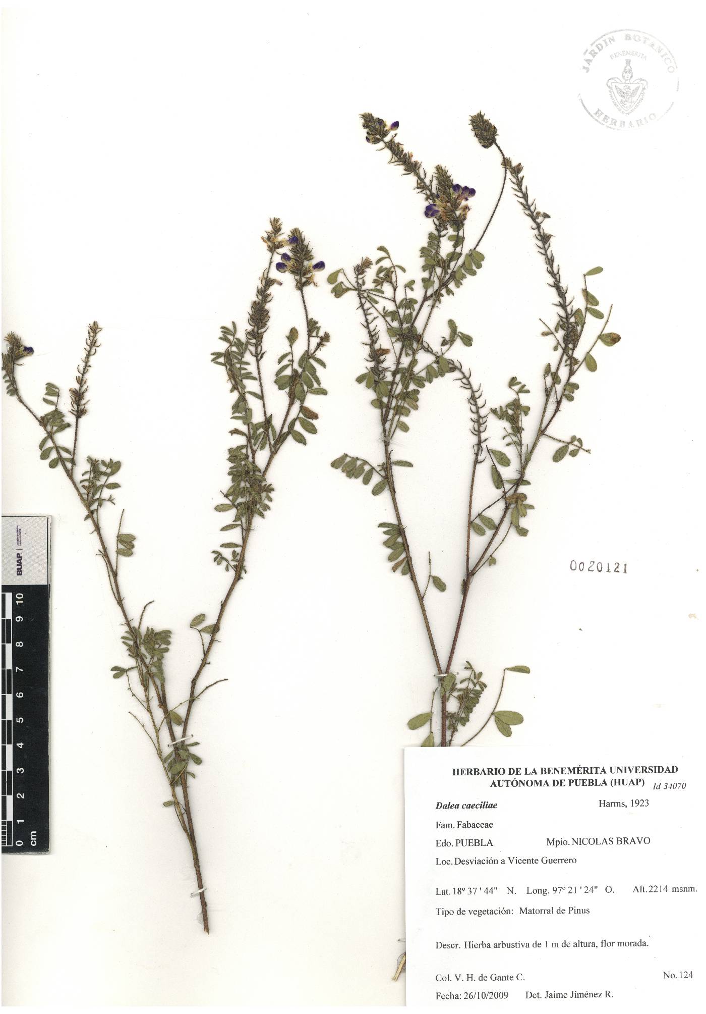 Dalea caeciliae image