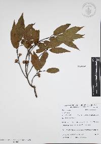 Quercus affinis image