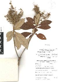 Clethra pringlei image