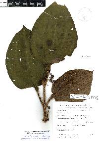 Miconia formicosetosa image