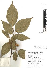 Styrax glabrescens image