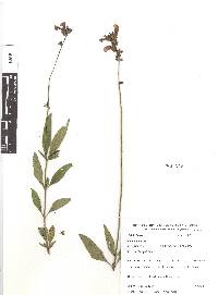 Salvia laevis image