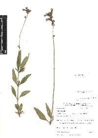 Salvia laevis image