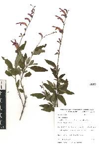 Salvia curviflora image