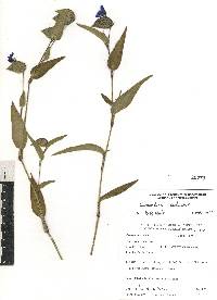 Commelina coelestis image