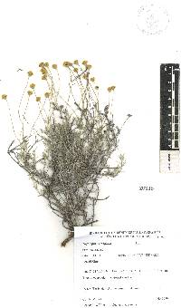 Thymophylla setifolia image