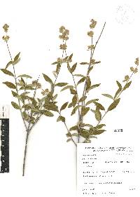 Lippia oaxacana image