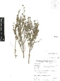 Salvia thymoides image