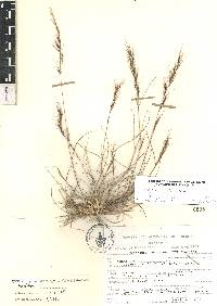 Aristida adscensionis image