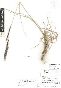 Aristida appressa image