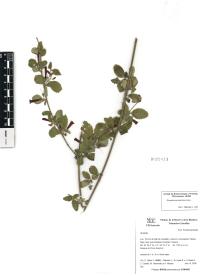 Russelia sarmentosa image