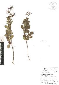 Desmodium orbiculare image