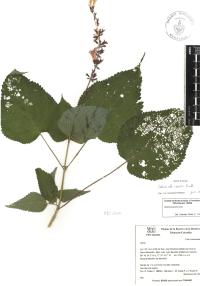 Salvia carnea image