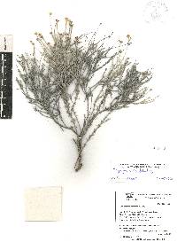 Thymophylla setifolia image