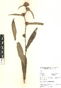 Tradescantia andrieuxii image