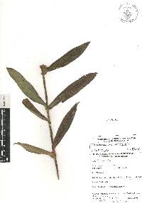 Tradescantia andrieuxii image