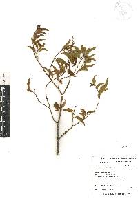 Vallesia glabra image