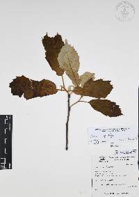 Quercus candicans image