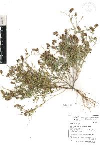 Dalea foliolosa image