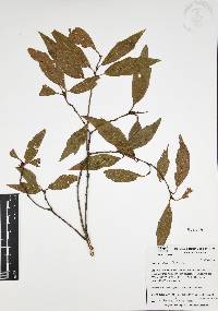 Quercus affinis image