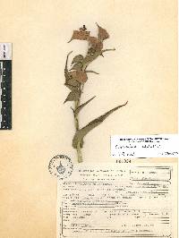 Commelina coelestis image