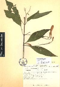 Ruellia pereducta image