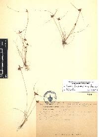 Cyperus flavescens var. flavescens image