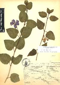 Vinca major image