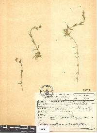 Image of Cerastium molle