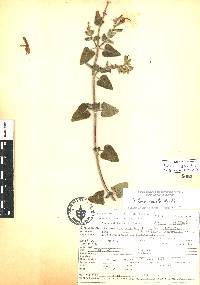 Salvia fulgens image