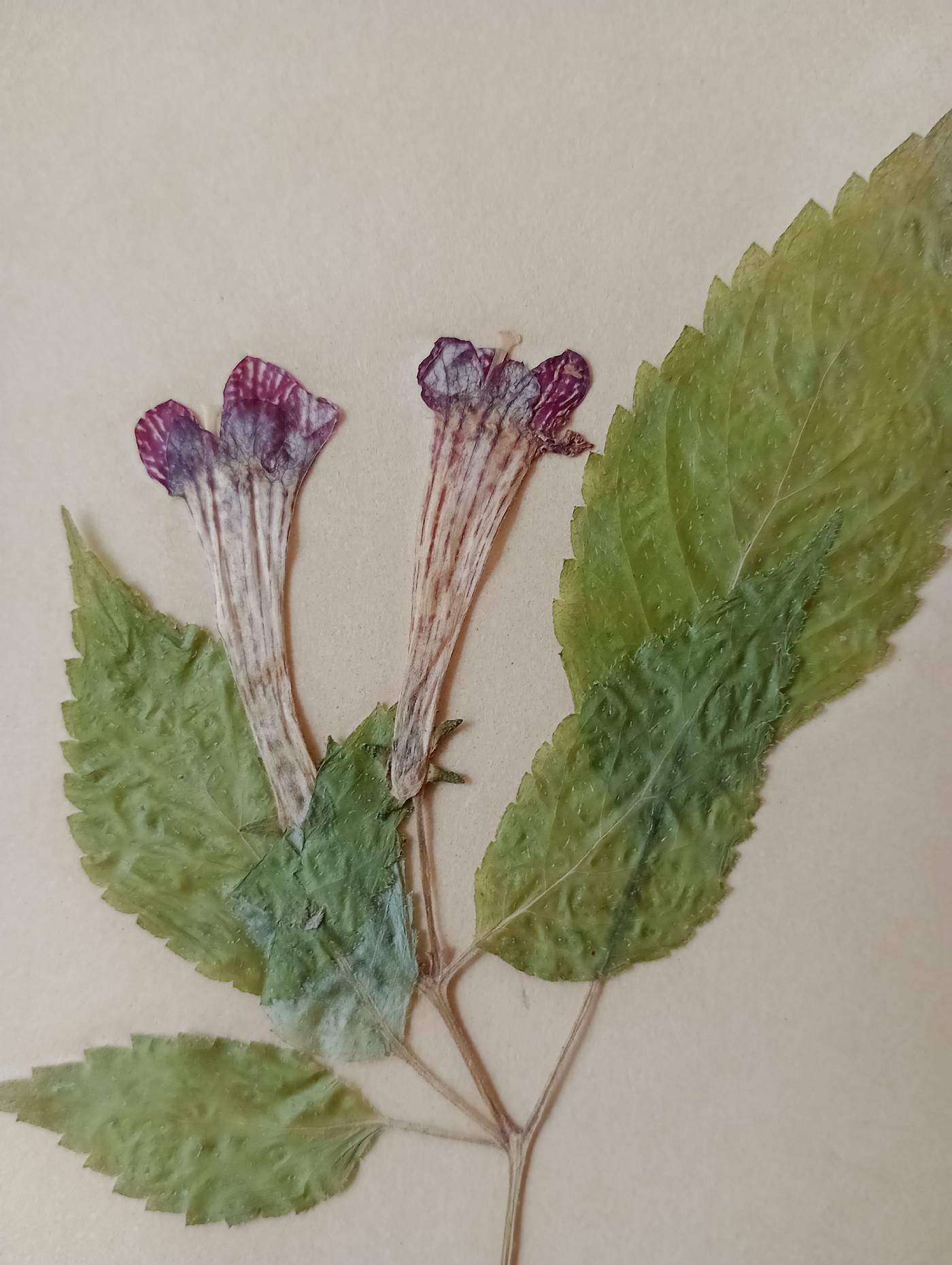 Achimenes antirrhina image