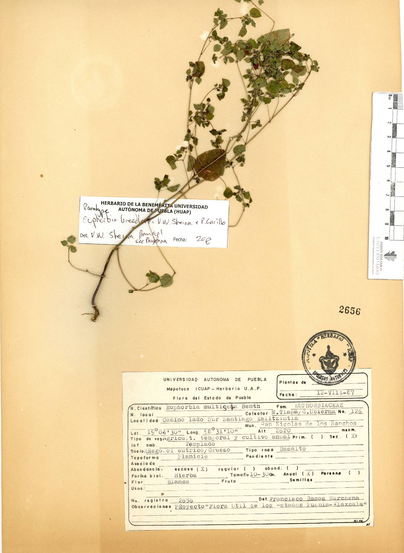 Euphorbia breedlovei image