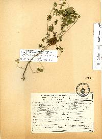 Euphorbia breedlovei image